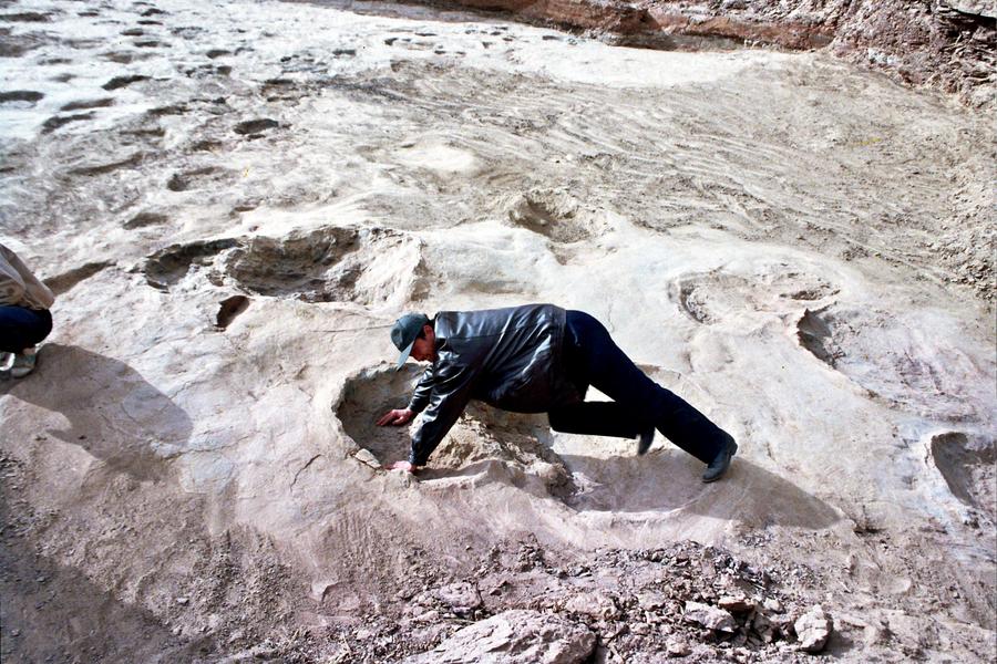 Jejak kaki kura-kura, burung, dan dinosaurus di China barat laut ungkap sejarah periode Cretaceous-Image-3