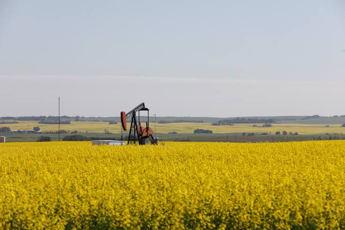 China Memulai Penyelidikan Antidumping Impor Rapeseed Kanada-Image-1