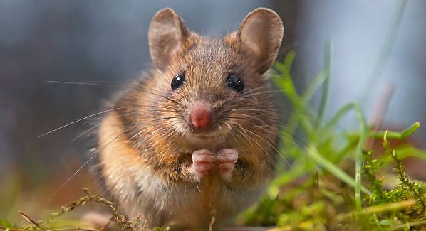 Shio 14 September 2024: Shio Tikus Penuh Energi dan Inspirasi-Image-1