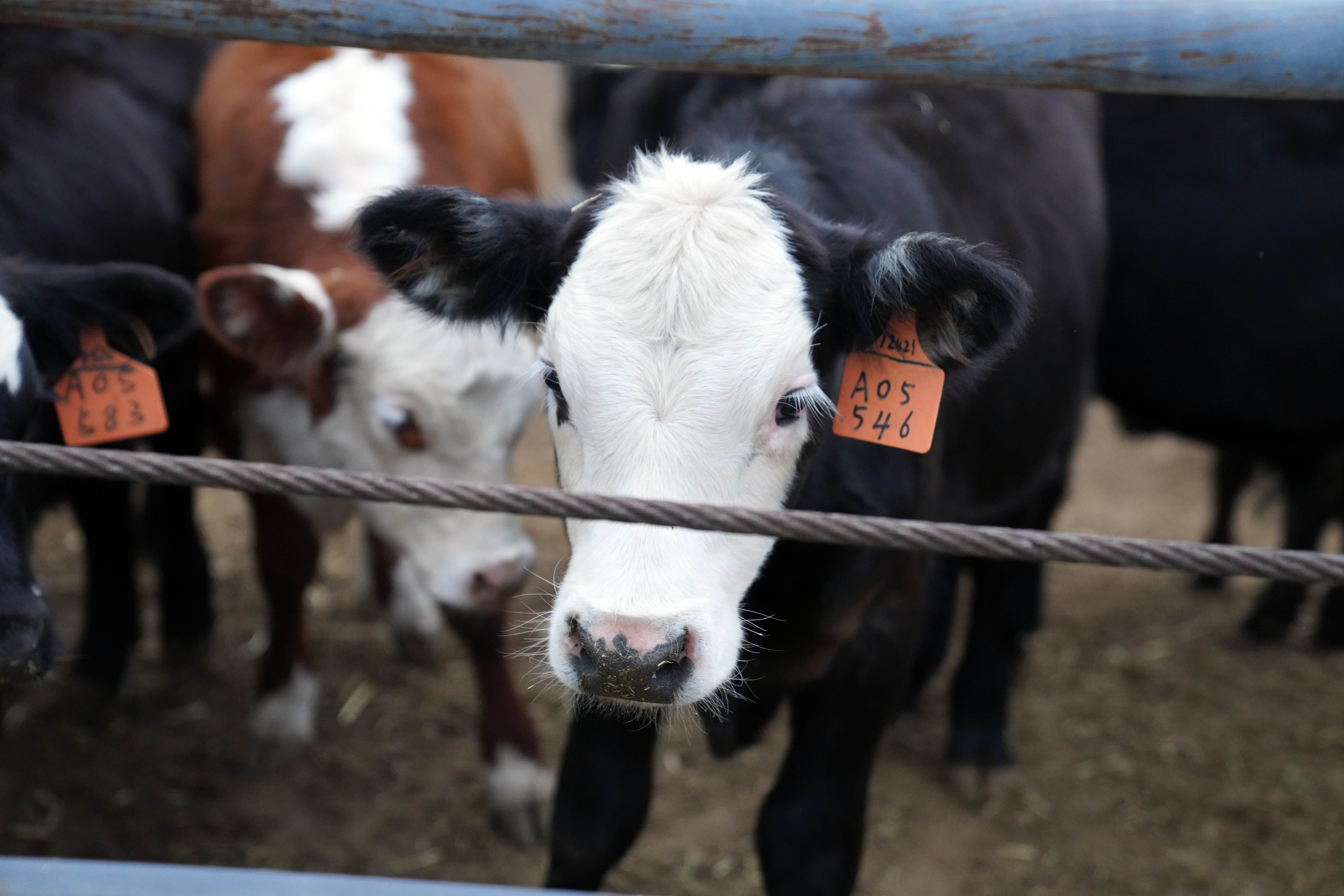 CHINA-XINJIANG-BOLE-INDUSTRI SAPI TERNAK-2-Image-1