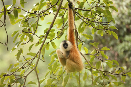 China dan Vietnam Berkolaborasi Lindungi Siamang Langka-Image-1