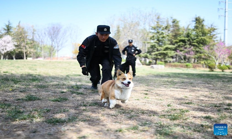 Anjing Corgi Polisi China Lulus Tes Penilaian-Image-1