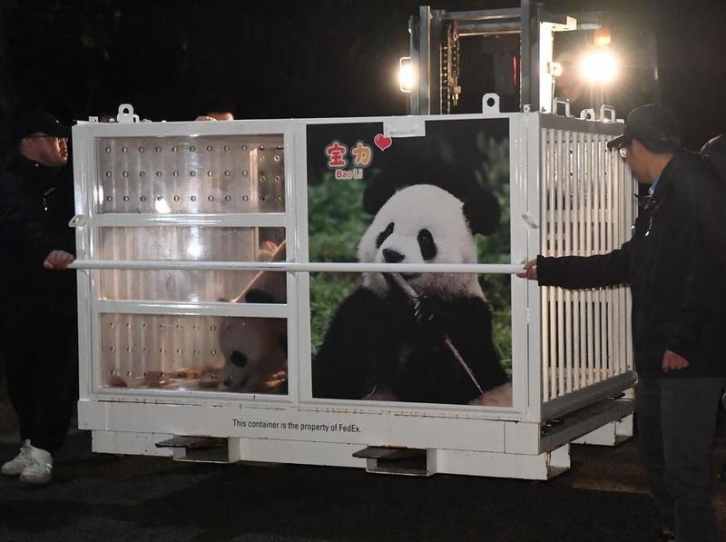 Sepasang Panda Asal China Berangkat Menuju Amerika Serikat-Image-1