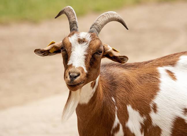 Shio 23 Oktober 2024: Shio Kambing Tidak Beruntung dan Banyak Gangguan-Image-1