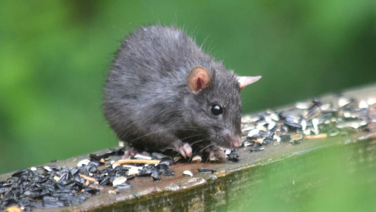 Shio 20 November 2024: Shio Tikus Keberuntungan dan Bantuan Dari Orang Berpengaruh-Image-1