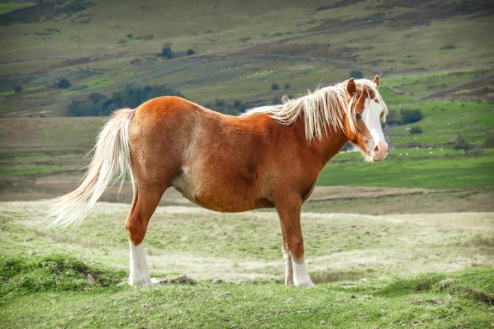 Shio Kuda 21 November 2024: Hari Tersulit dan Tetap Sabar-Image-1