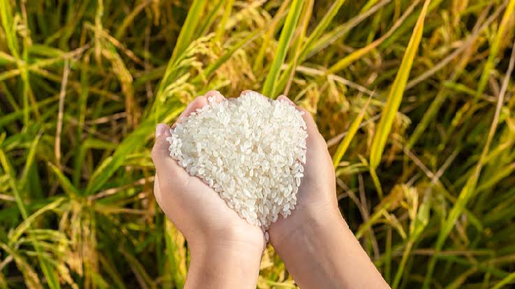 Cegah Pemborosan Pangan, Tiongkok Bangun Sistem Pencegahan Baru-Image-1 Cegah Pemborosan Pangan, Tiongkok Bangun Sistem Pencegahan Baru-Image-1