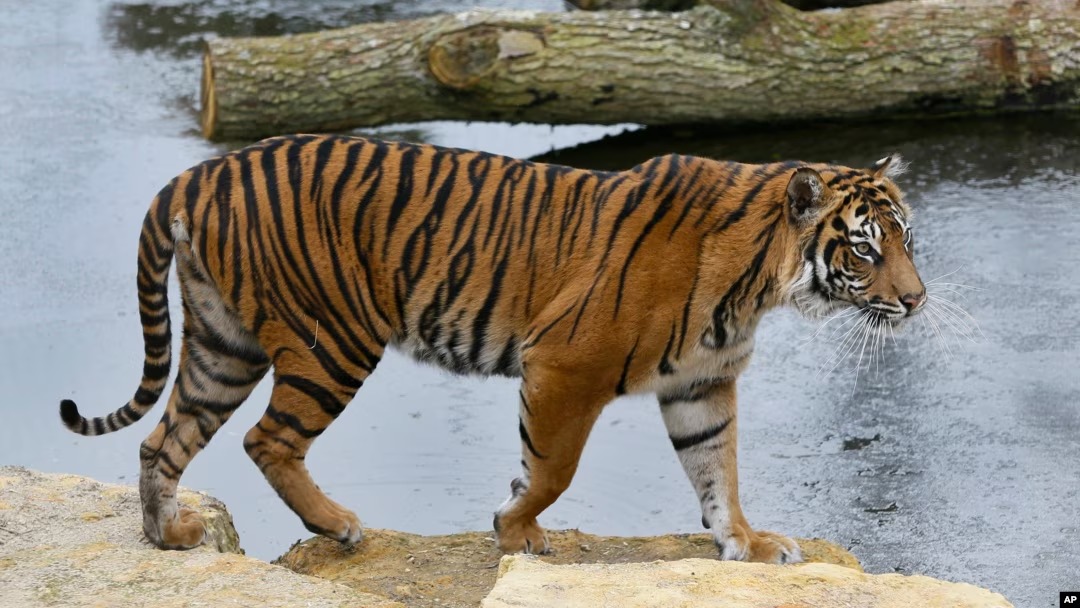 Shio Harimau 4 Desember 2024: Keberuntungan Cukup Baik-Image-1