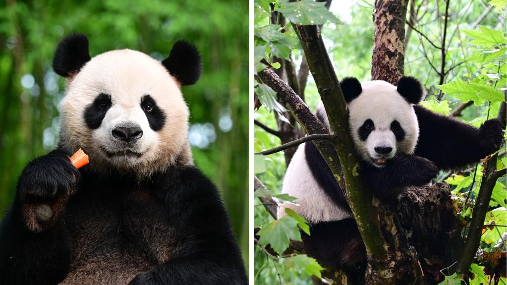 Sepasang Panda Raksasa Hong Kong Tetap Memiliki Nama Kelahiran Mereka-Image-1