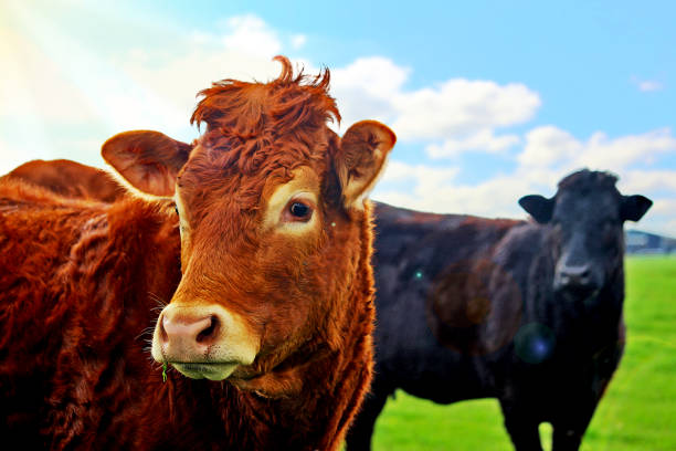 Shio Sapi 11 Desember 2024: Peruntungan Stabil Dengan Peluang dan Tantangan-Image-1