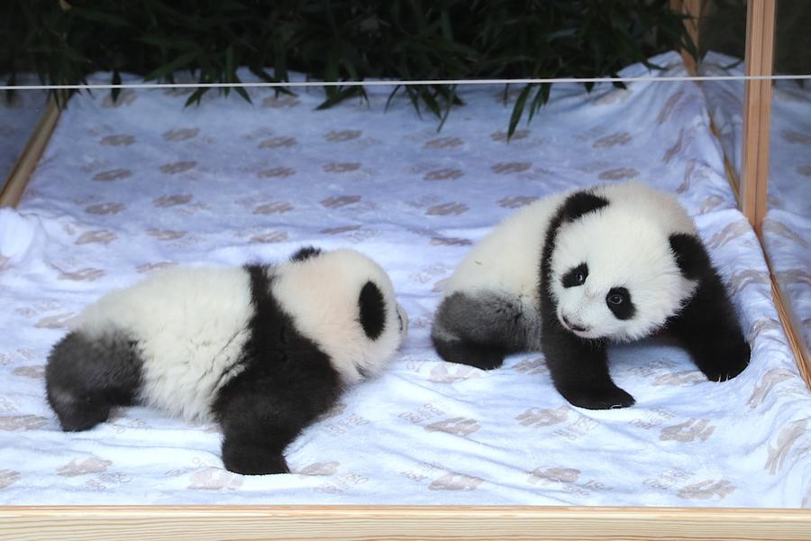 Kebun Binatang Berlin Umumkan Nama Bagi Bayi Panda Kembar-Image-1