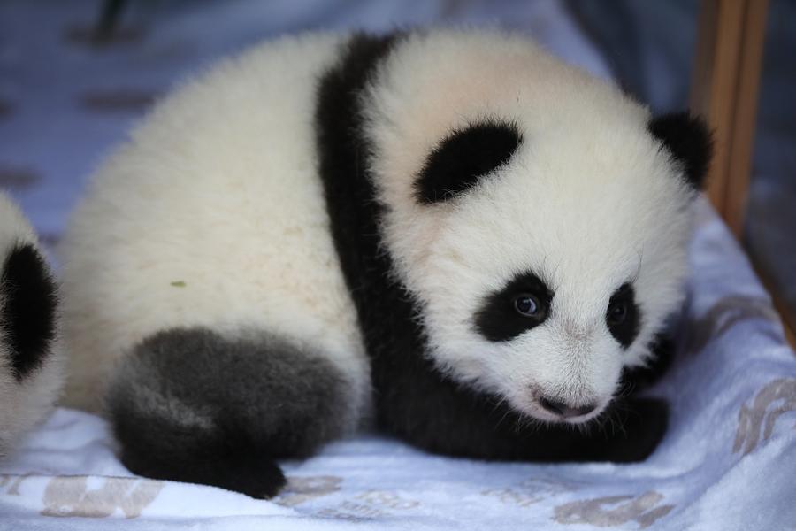 Kebun Binatang Berlin Umumkan Nama Bagi Bayi Panda Kembar-Image-3