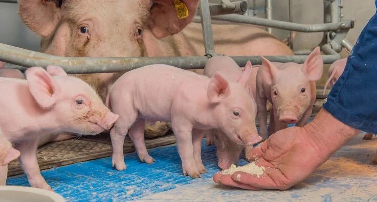 Shio Babi 16 Desember 2024: Keberuntungan Anda Cukup Stabil-Image-1