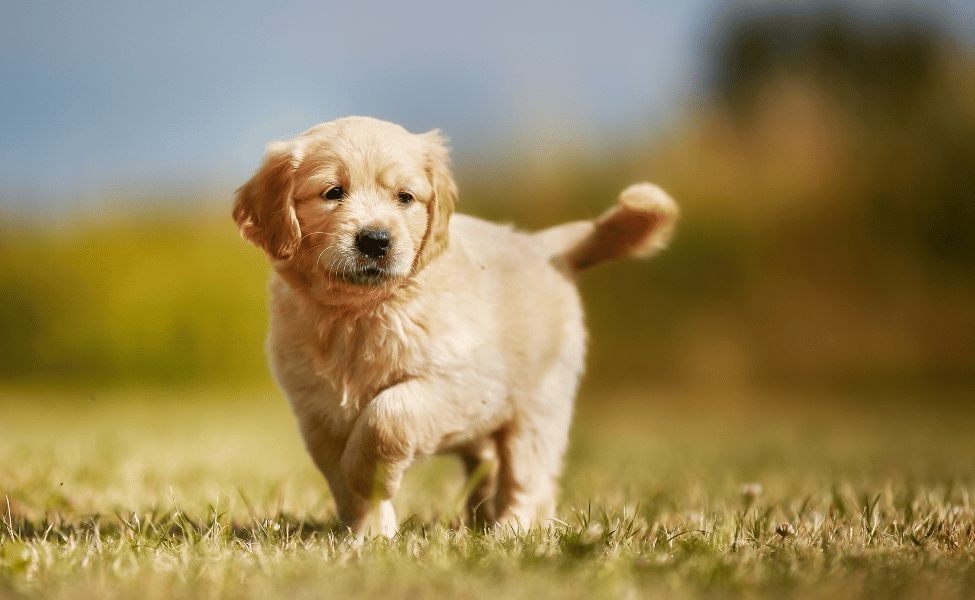 Shio Anjing 20 Desember 2024: Keberuntungan Stabil-Image-1