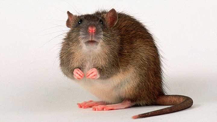 Shio Tikus 28 Desember 2024: Peruntungan Cukup Lancar-Image-1 Shio Tikus 28 Desember 2024: Peruntungan Cukup Lancar-Image-1