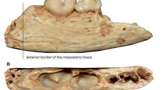 Fosil Kucing Terkecil Ditemukan di Situs Manusia Purba-Image-1