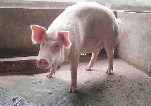 Shio 8 Februari 2025: Shio Babi Dapatkan Banyak Keuntungan-Image-1