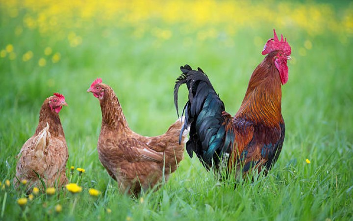 Shio Ayam 13 Februari 2025: Keberuntungan Menaungimu Bak Ikan Koi Bertuah-Image-1 Shio Ayam 13 Februari 2025: Keberuntungan Menaungimu Bak Ikan Koi Bertuah-Image-1