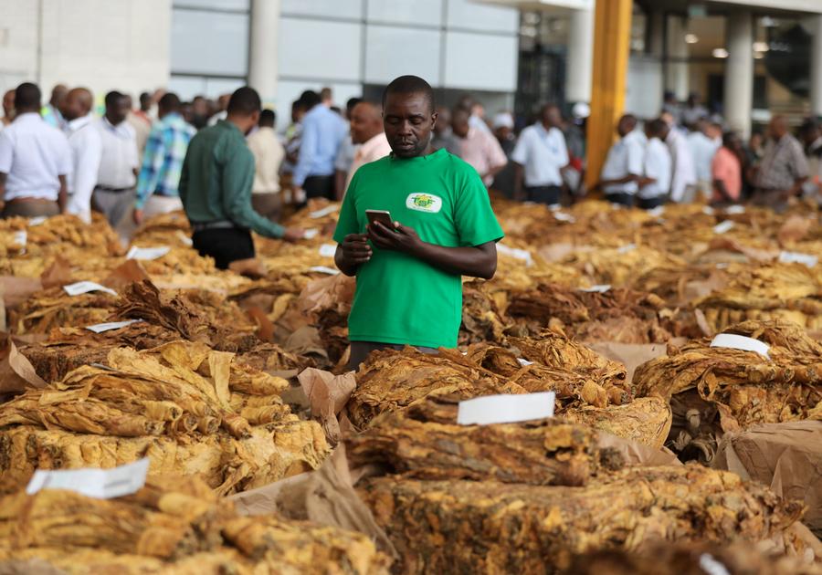 Zimbabwe Mulai Musim Pemasaran Tembakau 2025-Image-1