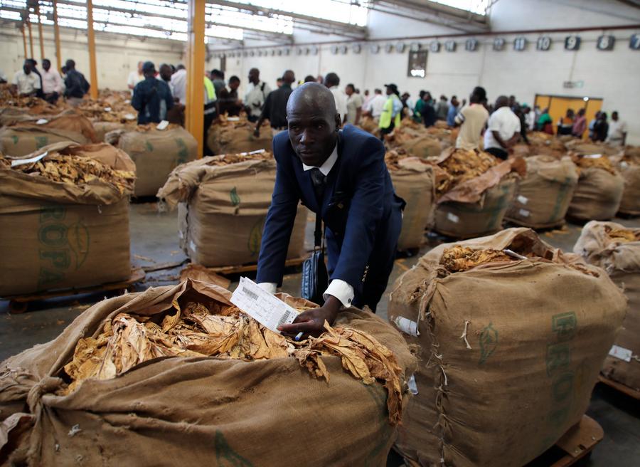 Zimbabwe Mulai Musim Pemasaran Tembakau 2025-Image-2