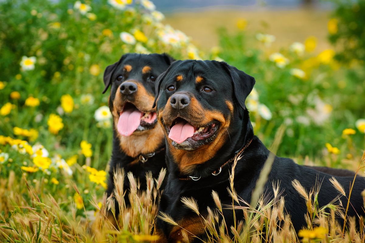 Shio Anjing 17 Maret 2025: Cenderung Merasa Cemas dan Berpikiran Buruk-Image-1