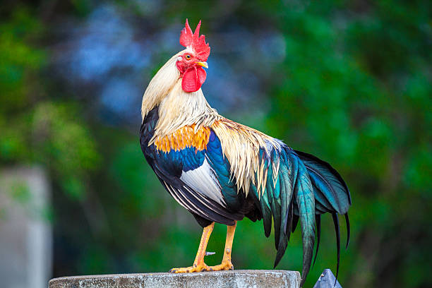 Shio Ayam 27 Maret 2025: Pekerjaan Berjalan Sesuai Rencana-Image-1 Shio Ayam 27 Maret 2025: Pekerjaan Berjalan Sesuai Rencana-Image-1