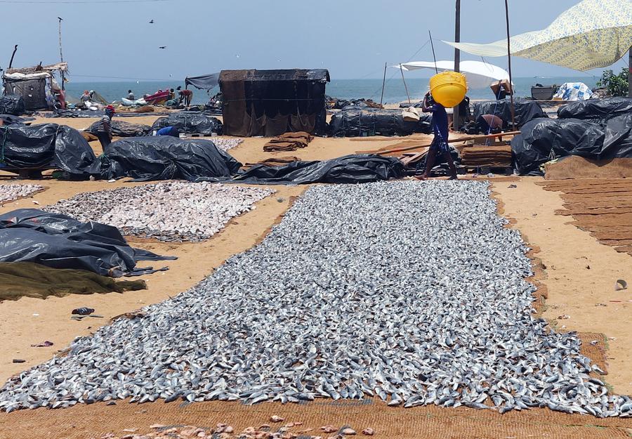 Album Asia: Menilik Kehidupan Sehari-hari Nelayan di Negombo, Sri Lanka-Image-8