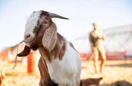 Shio Kambing 8 April 2025: Pikiran Baik, Aktif Dengan Kemampuan Logika Meningkat-Image-1 Shio Kambing 8 April 2025: Pikiran Baik, Aktif Dengan Kemampuan Logika Meningkat-Image-1