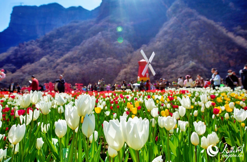 Indahnya Mekaran Jutaan Bunga Tulip di Henan, China-Image-1 Indahnya Mekaran Jutaan Bunga Tulip di Henan, China-Image-1