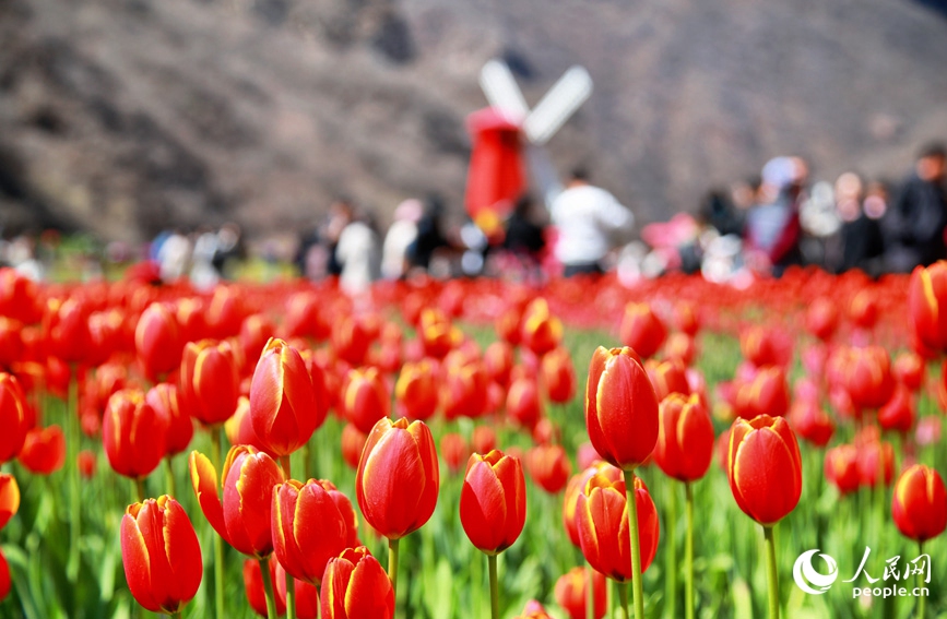 Indahnya Mekaran Jutaan Bunga Tulip di Henan, China-Image-3 Indahnya Mekaran Jutaan Bunga Tulip di Henan, China-Image-3