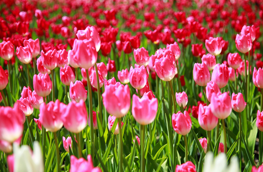 Indahnya Mekaran Jutaan Bunga Tulip di Henan, China-Image-2 Indahnya Mekaran Jutaan Bunga Tulip di Henan, China-Image-2