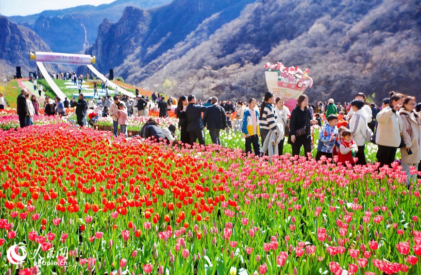 Indahnya Mekaran Jutaan Bunga Tulip di Henan, China-Image-4 Indahnya Mekaran Jutaan Bunga Tulip di Henan, China-Image-4