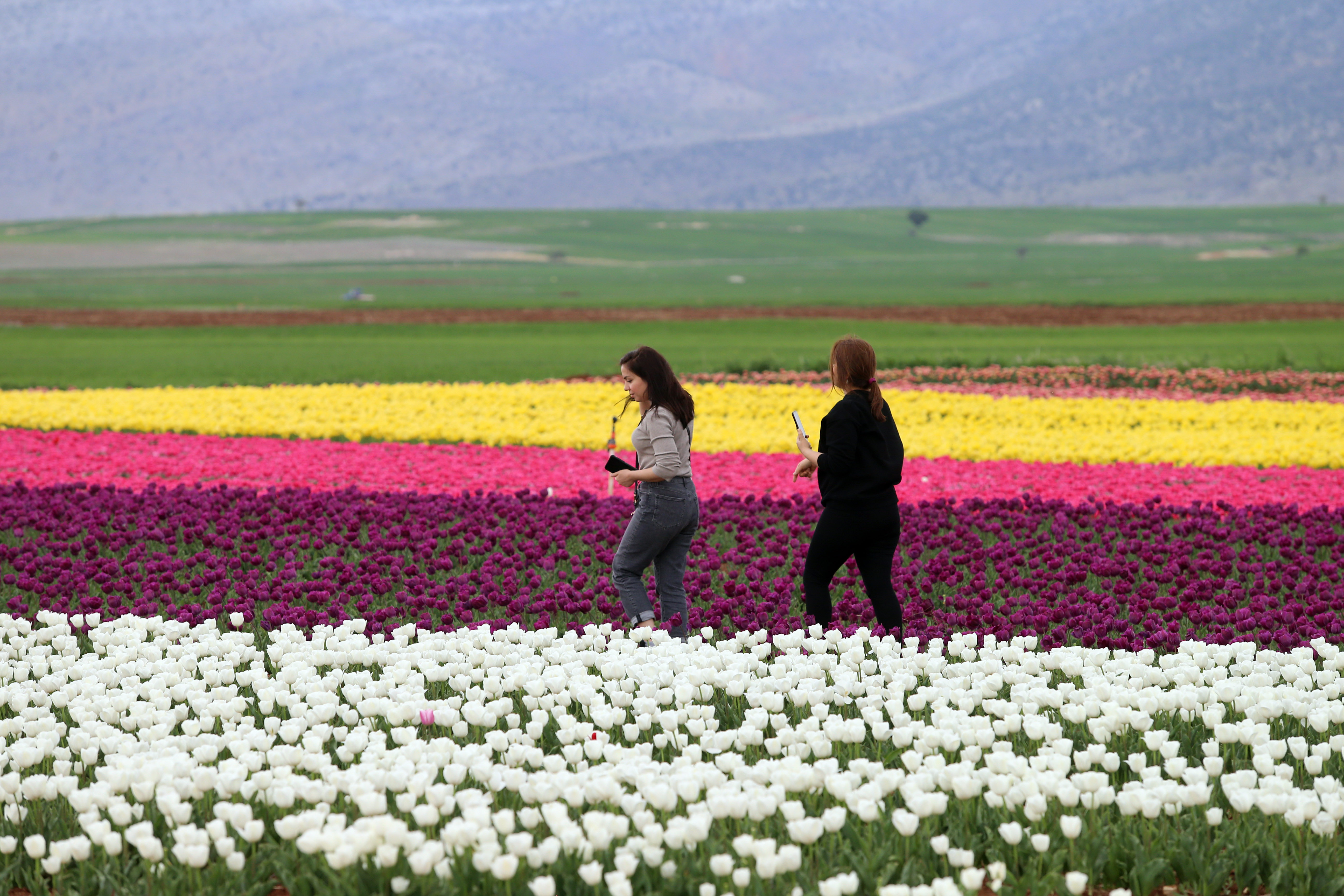 TURKIYE-KONYA-PEMANDANGAN-BUNGA TULIP-1-Image-1