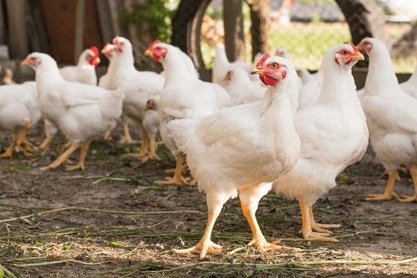 Shio Ayam 26 April 2025: Keberuntungan Finansial-Image-1 Shio Ayam 26 April 2025: Keberuntungan Finansial-Image-1