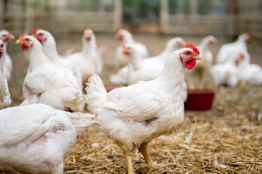 Shio Ayam 29 April 2025: Hari Yang Penuh Berkah-Image-1 Shio Ayam 29 April 2025: Hari Yang Penuh Berkah-Image-1
