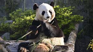Empat Panda Raksasa Taman Hiburan Jepang Akan Kembali ke China Juni Mendatang-Image-1 Empat Panda Raksasa Taman Hiburan Jepang Akan Kembali ke China Juni Mendatang-Image-1