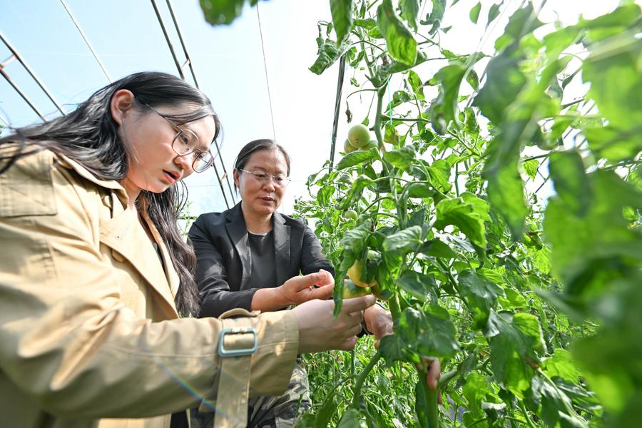 Basis Inovasi Teknologi Pertanian Jadi Tempat Talenta Muda Asah Kemampuan di Tianjin, China-Image-9