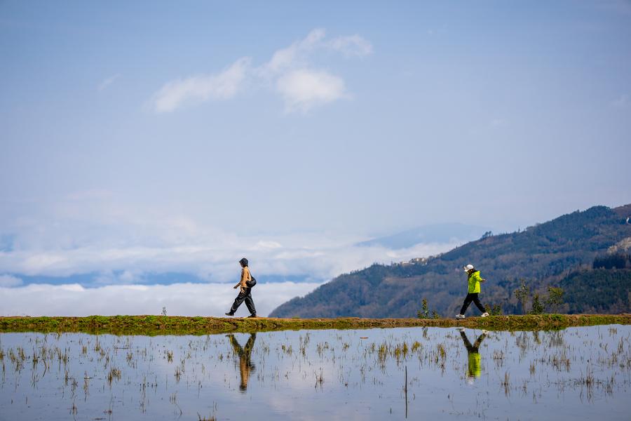 Menilik Pesona Ekosistem Pertanian Berusia 1.300 Tahun di Yunnan, China Barat Daya-Image-4 Menilik Pesona Ekosistem Pertanian Berusia 1.300 Tahun di Yunnan, China Barat Daya-Image-4