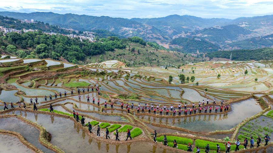 Menilik Pesona Ekosistem Pertanian Berusia 1.300 Tahun di Yunnan, China Barat Daya-Image-5 Menilik Pesona Ekosistem Pertanian Berusia 1.300 Tahun di Yunnan, China Barat Daya-Image-5