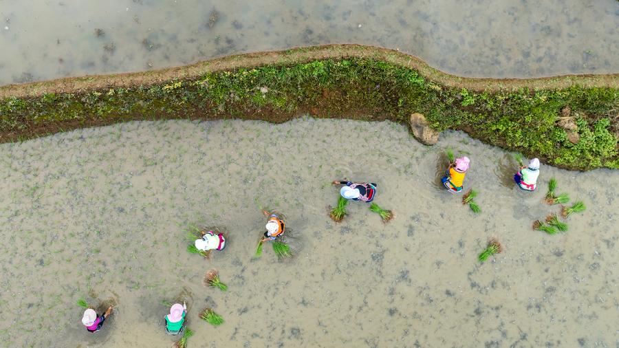 Menilik Pesona Ekosistem Pertanian Berusia 1.300 Tahun di Yunnan, China Barat Daya-Image-6 Menilik Pesona Ekosistem Pertanian Berusia 1.300 Tahun di Yunnan, China Barat Daya-Image-6
