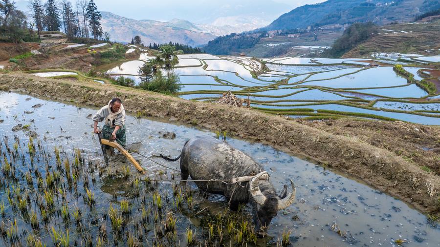 Menilik Pesona Ekosistem Pertanian Berusia 1.300 Tahun di Yunnan, China Barat Daya-Image-7 Menilik Pesona Ekosistem Pertanian Berusia 1.300 Tahun di Yunnan, China Barat Daya-Image-7