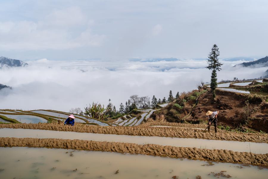 Menilik Pesona Ekosistem Pertanian Berusia 1.300 Tahun di Yunnan, China Barat Daya-Image-9 Menilik Pesona Ekosistem Pertanian Berusia 1.300 Tahun di Yunnan, China Barat Daya-Image-9