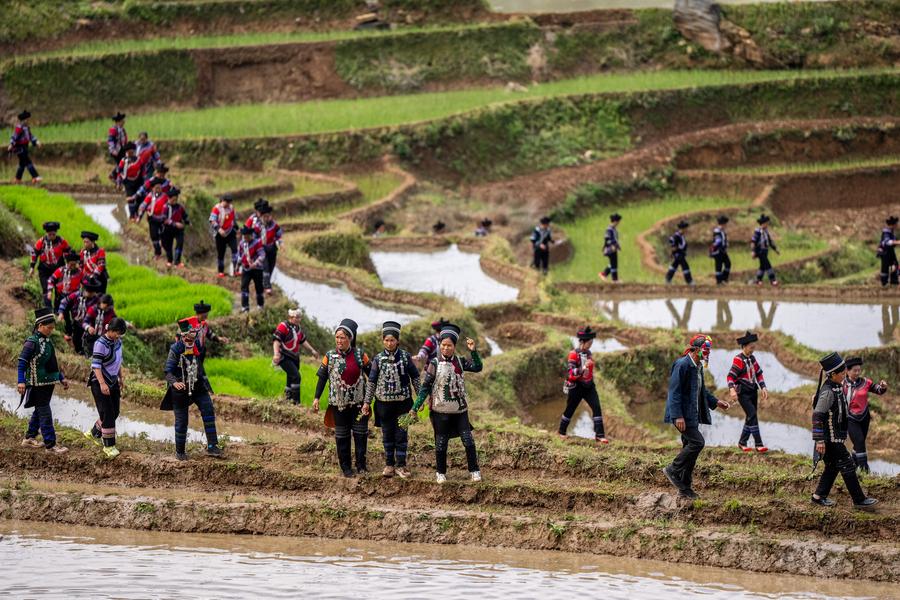 Menilik Pesona Ekosistem Pertanian Berusia 1.300 Tahun di Yunnan, China Barat Daya-Image-13 Menilik Pesona Ekosistem Pertanian Berusia 1.300 Tahun di Yunnan, China Barat Daya-Image-13