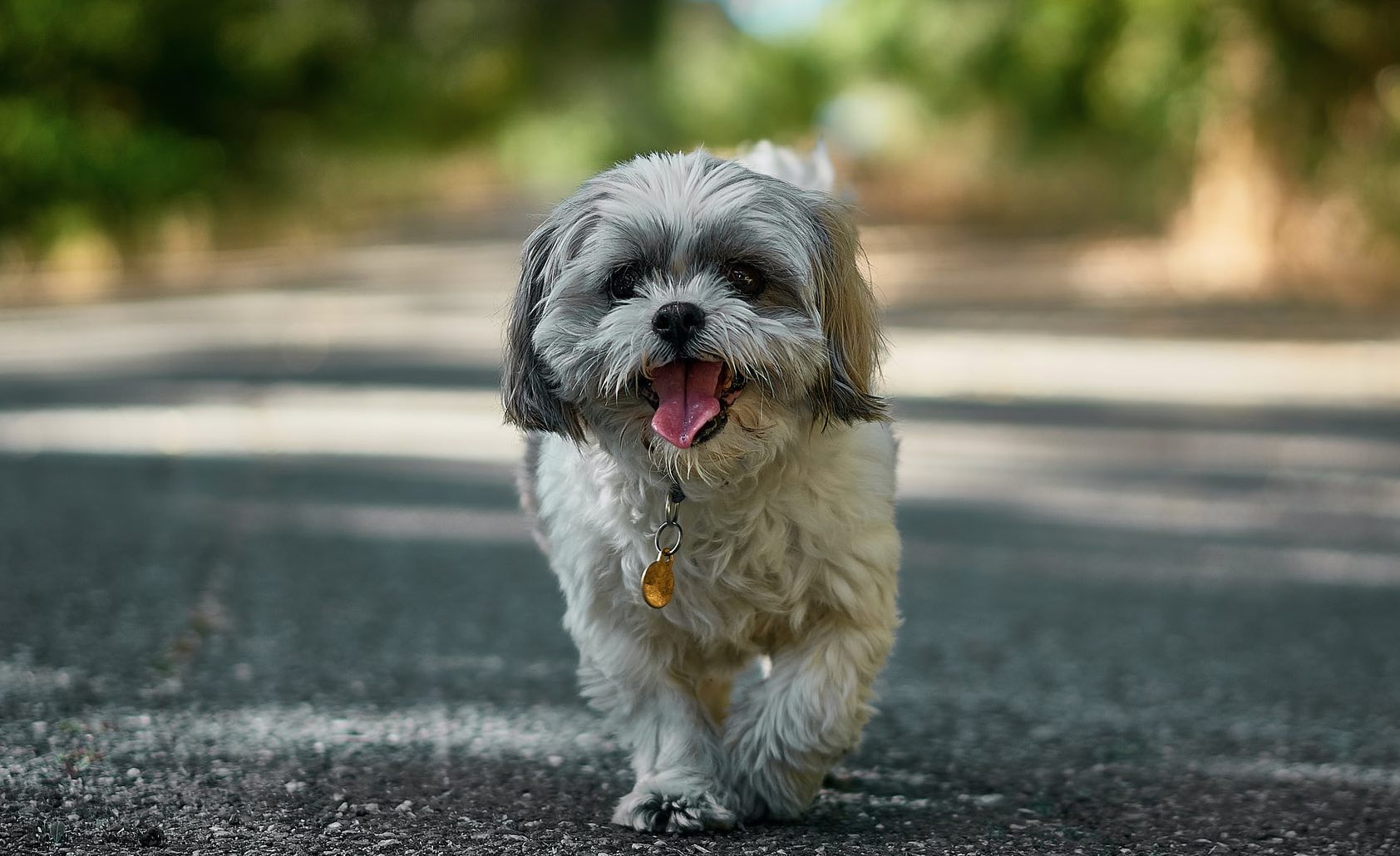 Shio Anjing 9 Mei 2025: Menyenangkan dan penuh semangat-Image-1 Shio Anjing 9 Mei 2025: Menyenangkan dan penuh semangat-Image-1