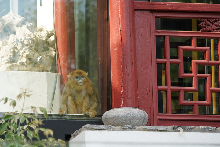 Diterbangkan dari China, Tiga Monyet Emas Langka Tiba di Kebun Binatang Pairi Daiza, Belgia-Image-1