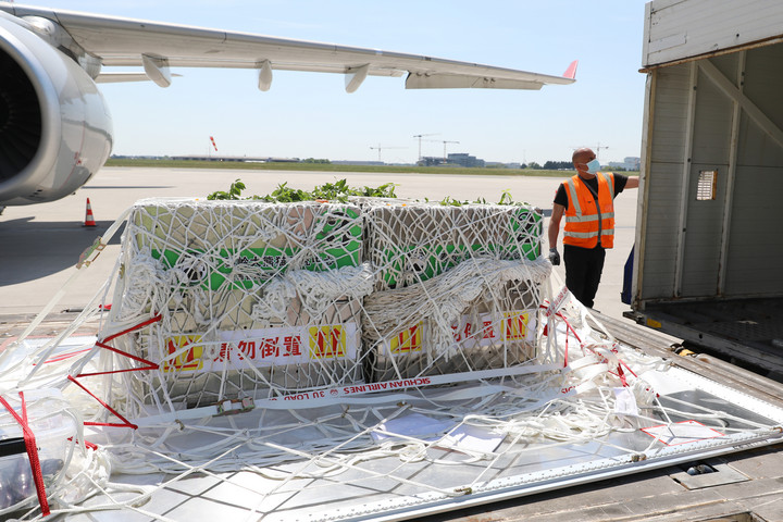 Diterbangkan dari China, Tiga Monyet Emas Langka Tiba di Kebun Binatang Pairi Daiza, Belgia-Image-2