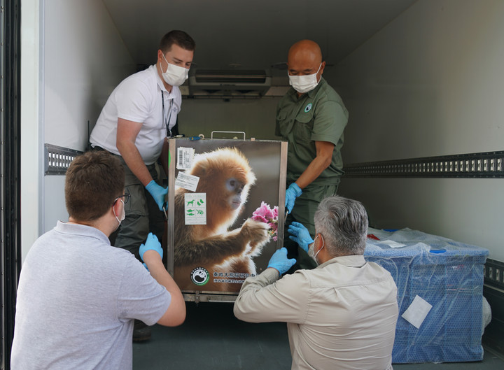 Diterbangkan dari China, Tiga Monyet Emas Langka Tiba di Kebun Binatang Pairi Daiza, Belgia-Image-4