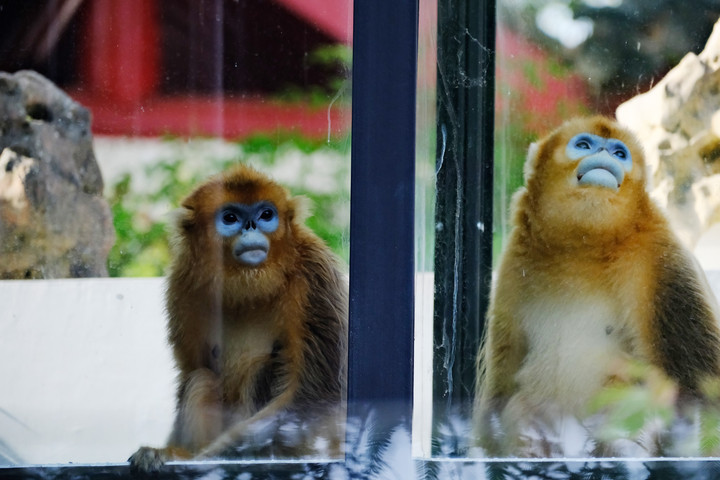 Diterbangkan dari China, Tiga Monyet Emas Langka Tiba di Kebun Binatang Pairi Daiza, Belgia-Image-5