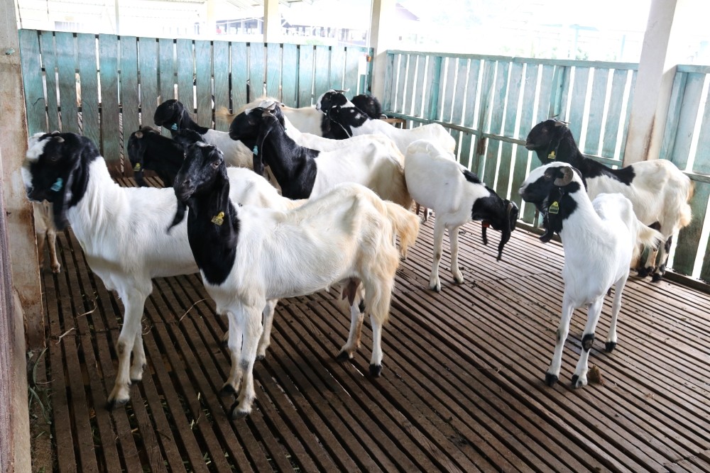Shio Kambing 22 Mei 2025: Hari yang sangat menguntungkan-Image-1