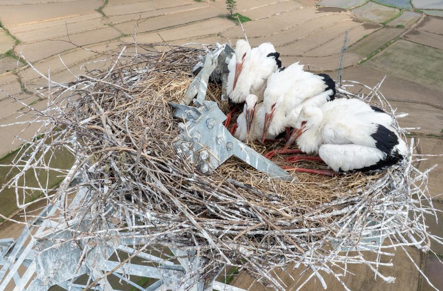 GLOBALink: Konstruksi Proyek Ditunda demi Perlindungan Bangau Putih Oriental di Provinsi Anhui, China Timur -Image-2